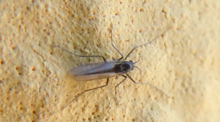 Chironomidae
